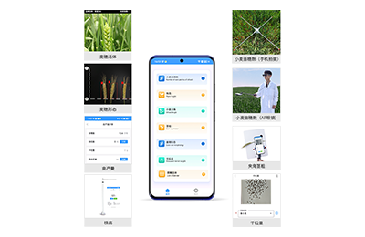 信阳市小麦表型测量仪IN-XM05